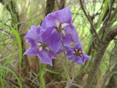 Solanum demissum, photographed by Alexis López Hernández