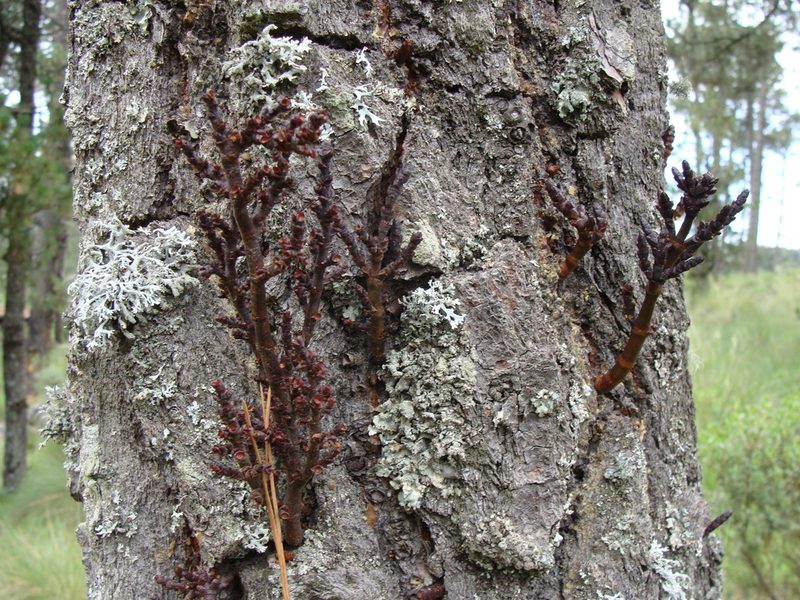 Arceuthobium vaginatum, photographed by Alexis López Hernández