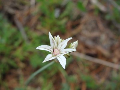 Allium glandulosum, photographed by Alexis López Hernández