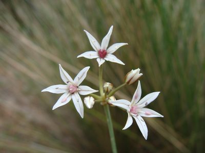 Allium glandulosum, photographed by Alexis López Hernández