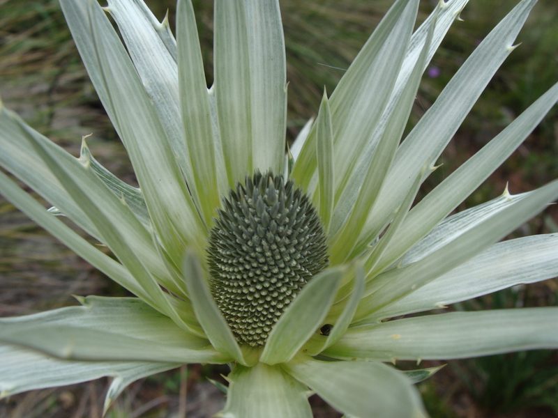 Eryngium proteiflorum, photographed by Alexis López Hernández
