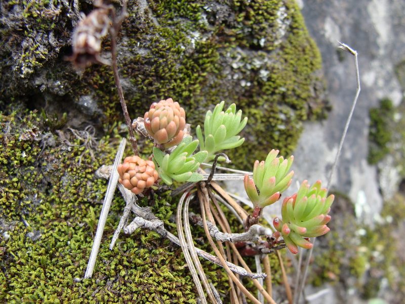Sedum goldmanii, photographed by Alexis López Hernández