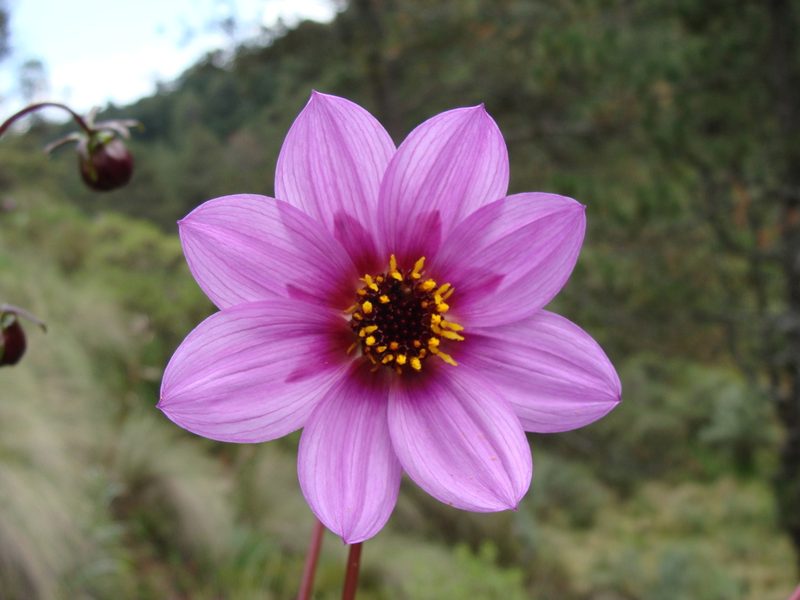 Dahlia merckii, photographed by Alexis López Hernández
