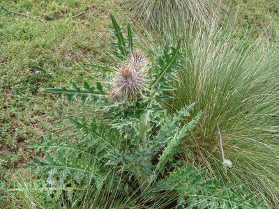 Cirsium ehrenbergii, photographed by Alexis López Hernández