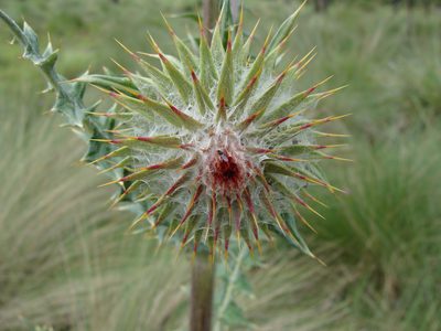 Cirsium ehrenbergii, photographed by Alexis López Hernández