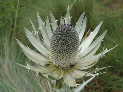 Eryngium proteiflorum, photographed by Alexis López Hernández