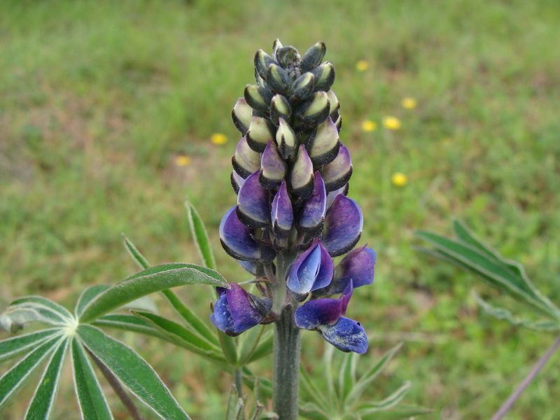 Lupinus montanus, photographed by Alexis López Hernández