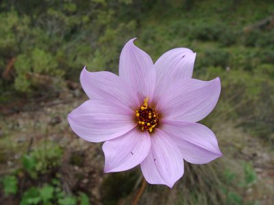 Dahlia merckii, photographed by Alexis López Hernández