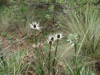 Eryngium proteiflorum, photographed by Alexis López Hernández