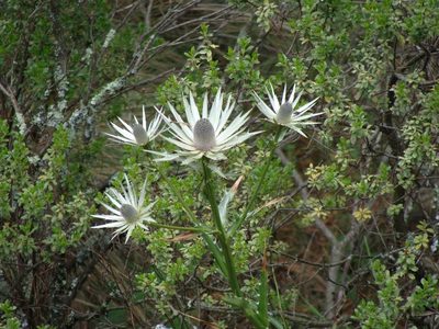 Eryngium proteiflorum, photographed by Alexis López Hernández
