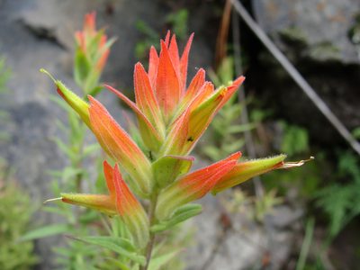 Castilleja tenuiflora, photographed by Alexis López Hernández