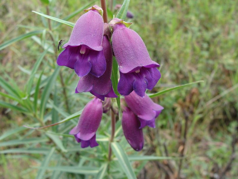 Penstemon gentianoides, photographed by Alexis López Hernández
