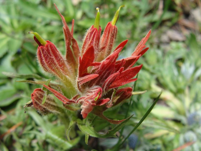 Castilleja moranensis, photographed by Alexis López Hernández