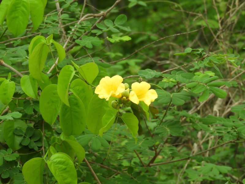 Adenocalymma inundatum, photographed by Francisco Farriols Sarabia