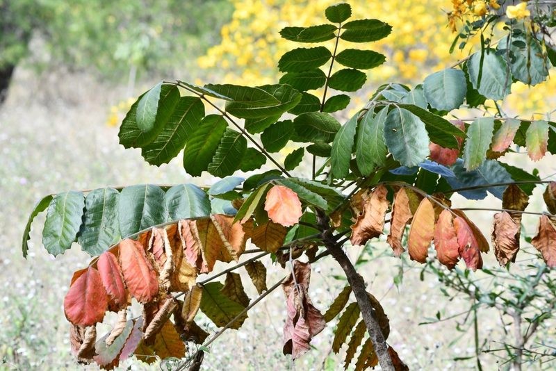 Comocladia macrophylla, photographed by adel-fridus