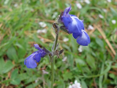 Salvia prunelloides, photographed by Alexis López Hernández