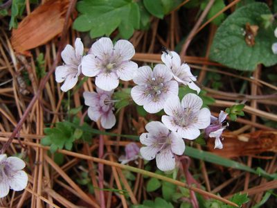 Phacelia platycarpa, photographed by Alexis López Hernández