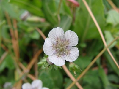 Phacelia platycarpa, photographed by Alexis López Hernández