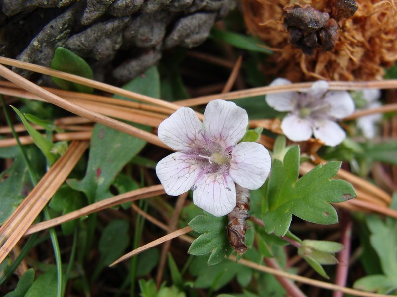 Phacelia platycarpa, photographed by Alexis López Hernández
