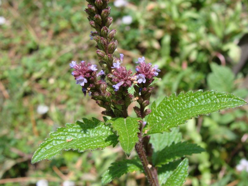 Verbena recta, photographed by Alexis López Hernández