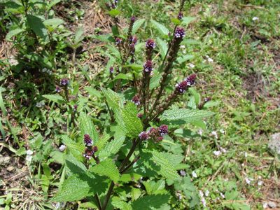 Verbena recta, photographed by Alexis López Hernández