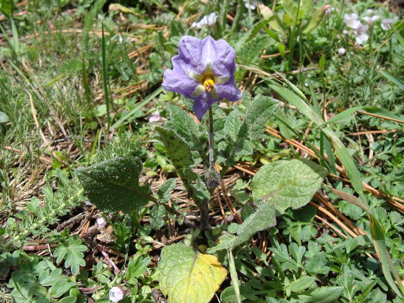 Solanum demissum, photographed by Alexis López Hernández
