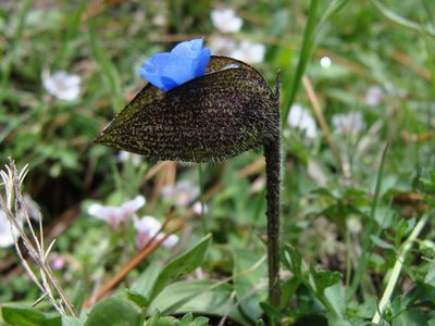 Commelina elliptica, photographed by Alexis López Hernández