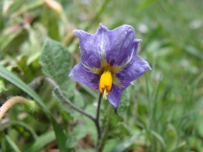 Solanum demissum, photographed by Alexis López Hernández