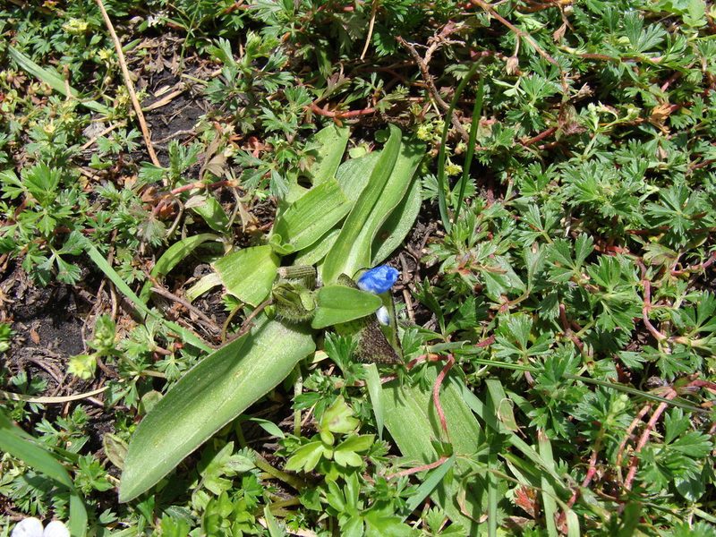 Commelina elliptica, photographed by Alexis López Hernández