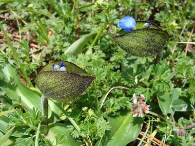 Commelina elliptica, photographed by Alexis López Hernández