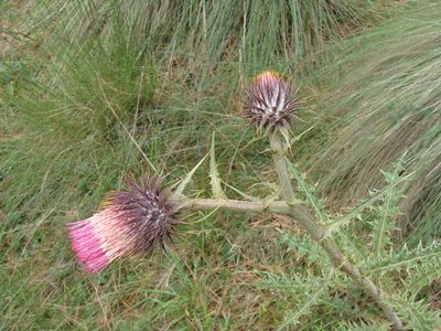 Cirsium ehrenbergii, photographed by Alexis López Hernández