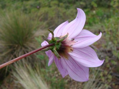 Dahlia merckii, photographed by Alexis López Hernández