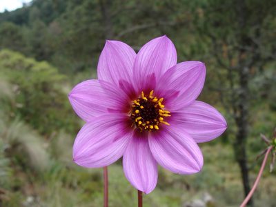 Dahlia merckii, photographed by Alexis López Hernández