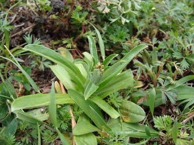 Gamochaeta purpurea, photographed by Alexis López Hernández