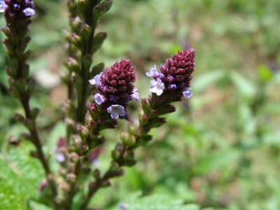 Verbena recta, photographed by Alexis López Hernández