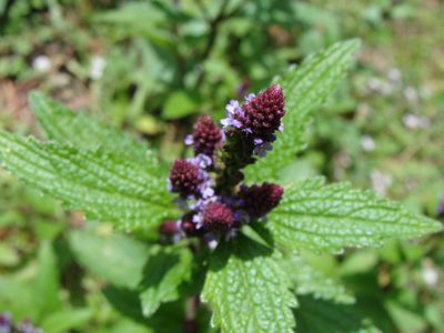 Verbena recta, photographed by Alexis López Hernández