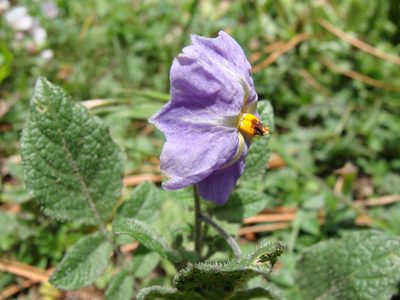 Solanum demissum, photographed by Alexis López Hernández