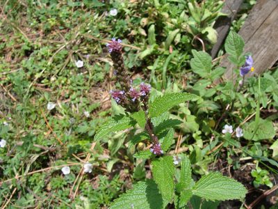 Verbena recta, photographed by Alexis López Hernández