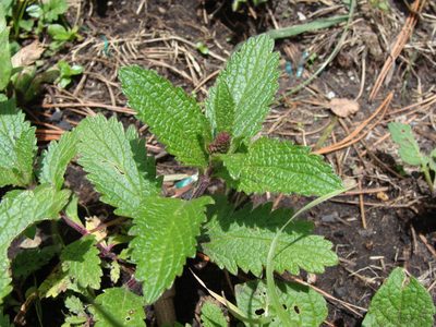 Verbena recta, photographed by Alexis López Hernández