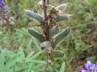Lupinus montanus, photographed by Alexis López Hernández