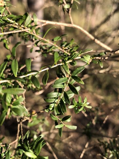 Sannantha collina, photographed by Greg Tasney