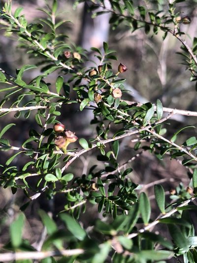 Sannantha collina, photographed by Greg Tasney