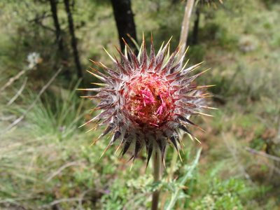 Cirsium ehrenbergii, photographed by Alexis López Hernández