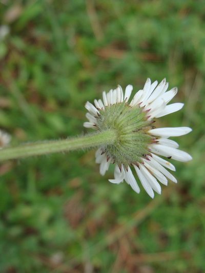 Astranthium xanthocomoides, photographed by Alexis López Hernández
