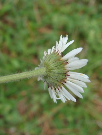 Astranthium xanthocomoides, photographed by Alexis López Hernández