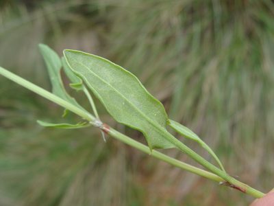 Astranthium xanthocomoides, photographed by Alexis López Hernández