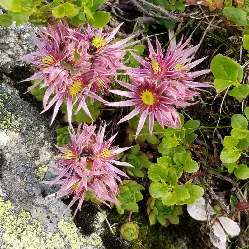 Sempervivum carpathicum, photographed by Piotr Lukasik