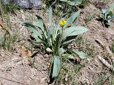 Senecio wootonii, photographed by Craig Martin