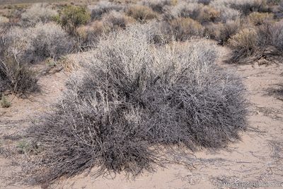 Tetradymia tetrameres, photographed by Tim Messick