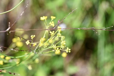 Donnellsmithia juncea, photographed by Neptalí Ramírez Marcial